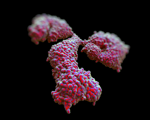 Key Antibodies Present in Scleroderma, Systemic Lupus Erythematosus antibodies