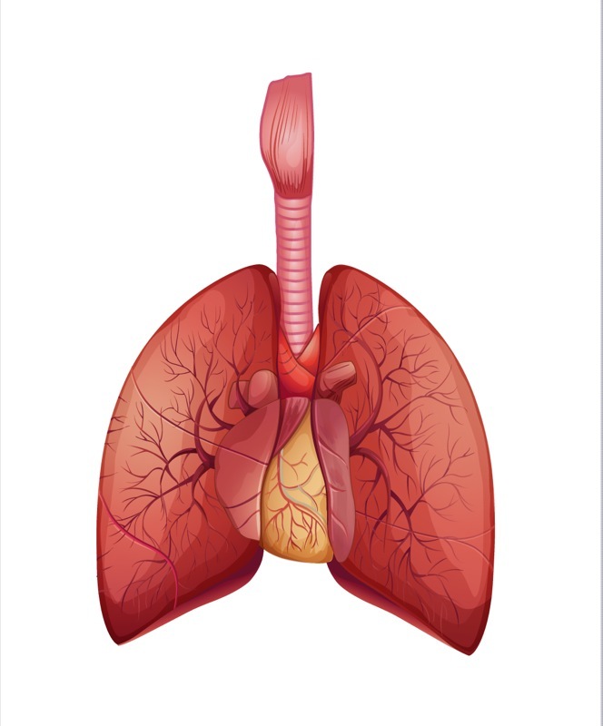 pulmonary vasculopathy