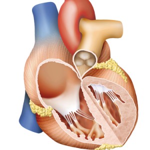 Systolic Pulmonary Arterial Pressure