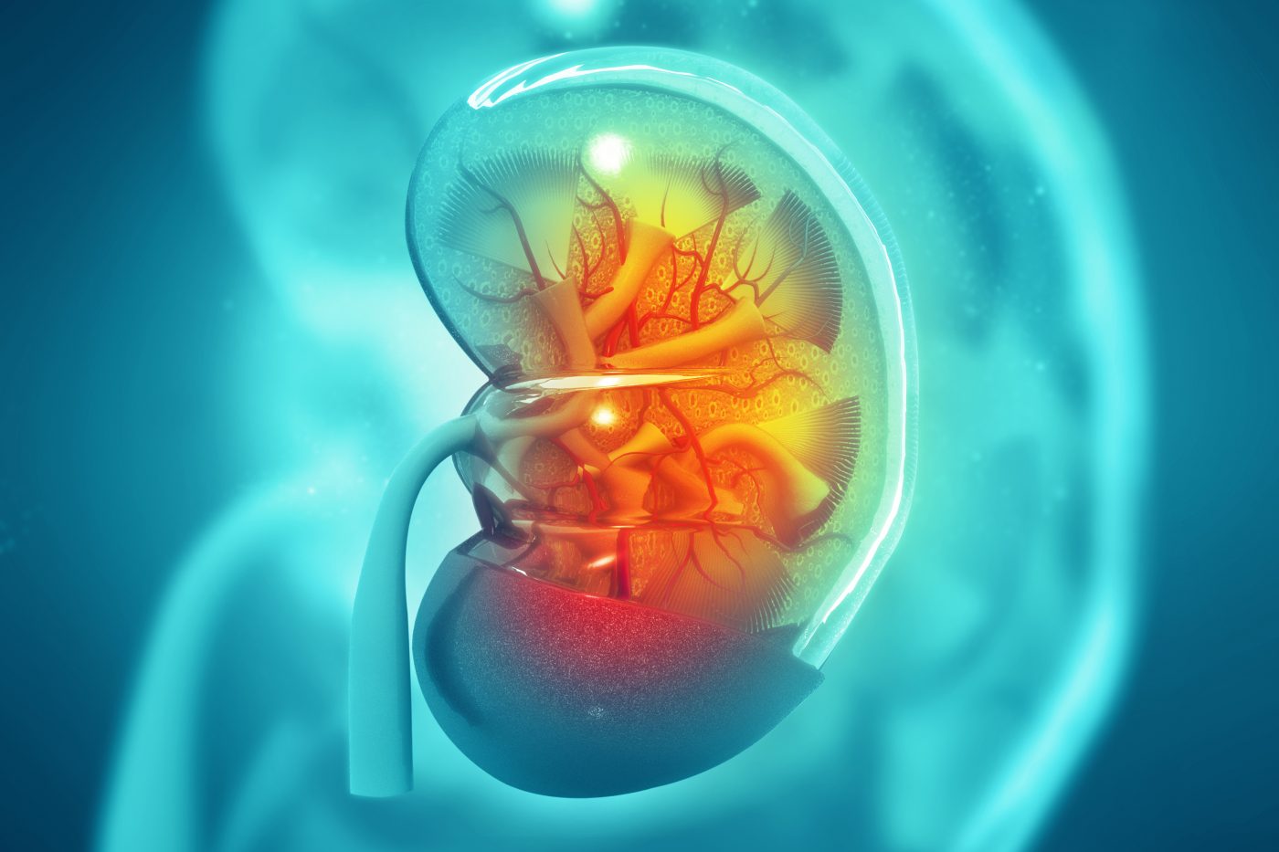 corticosteroids and the kidneys