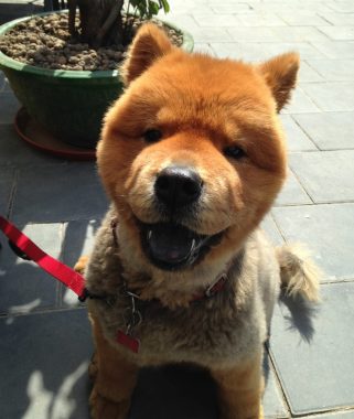 dogs | Scleroderma News | Dinah's orange-headed chow chow, Baozi, sits and smiles at the camera.