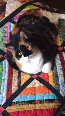 Amy's cat Carmella, who is white, black, and orange, lies on a multicolored quilt and looks up at the camera.
