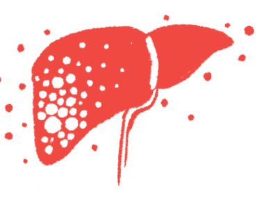 This illustration shows a human liver.