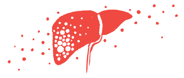 This is an illustration of a human liver.